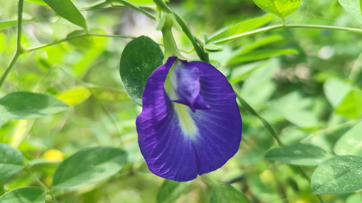 ছবি: আবদুর রহমান