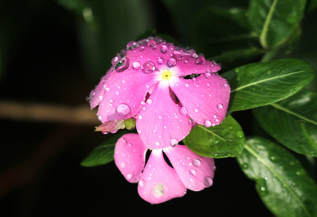ছবি: সুপ্রিয় চাকমা