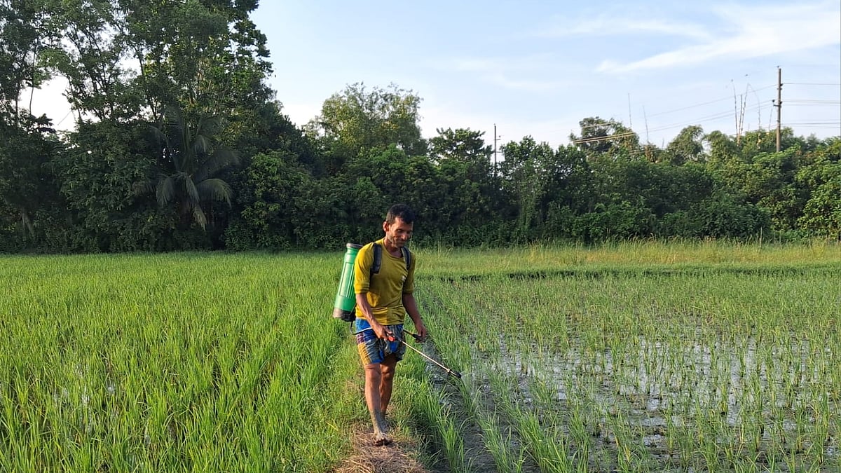 বরকোটা গ্রামে আমন ধানের জমিতে পোকা দমনে কীটনাশক ছিটাচ্ছেন এক কৃষক।