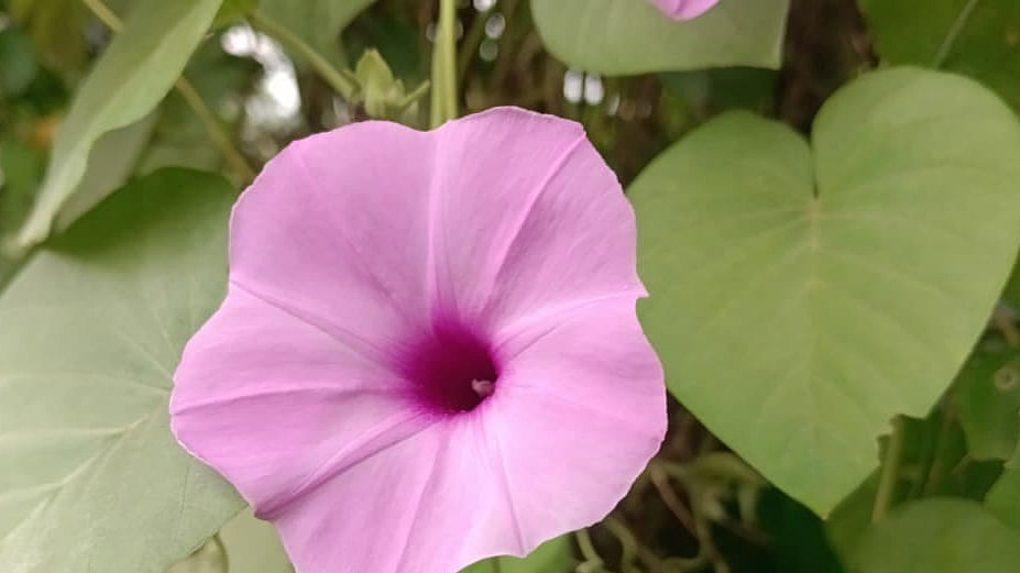 ছবি: মোস্তাফিজুর রহমান