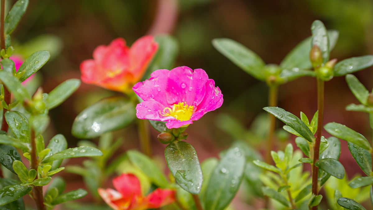  ছবি: সাদ্দাম হোসেন
