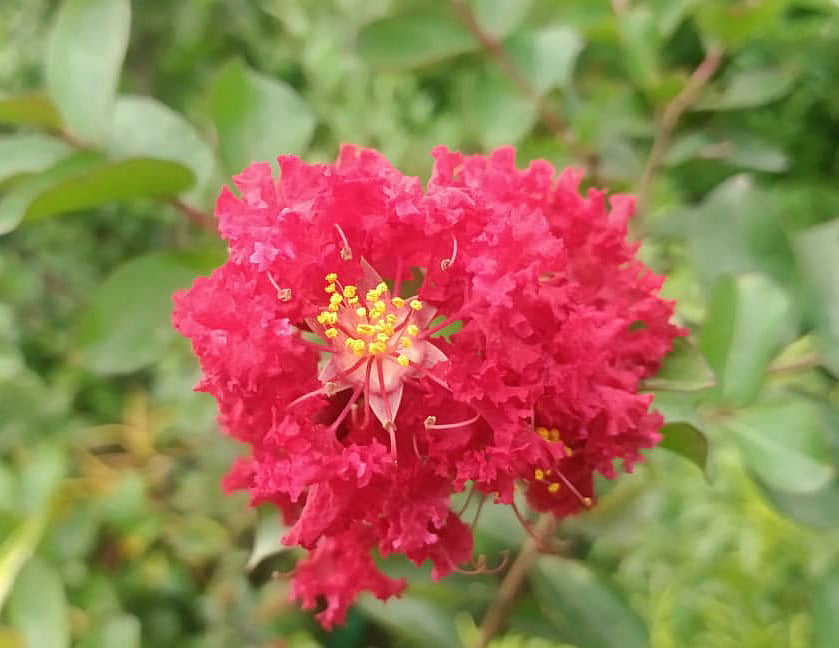 ছবি: মোস্তাফিজুর রহমান 