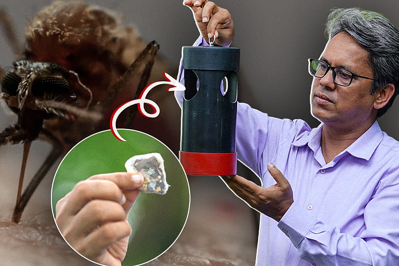 How a mosquito-control trap works to kill mosquito populations