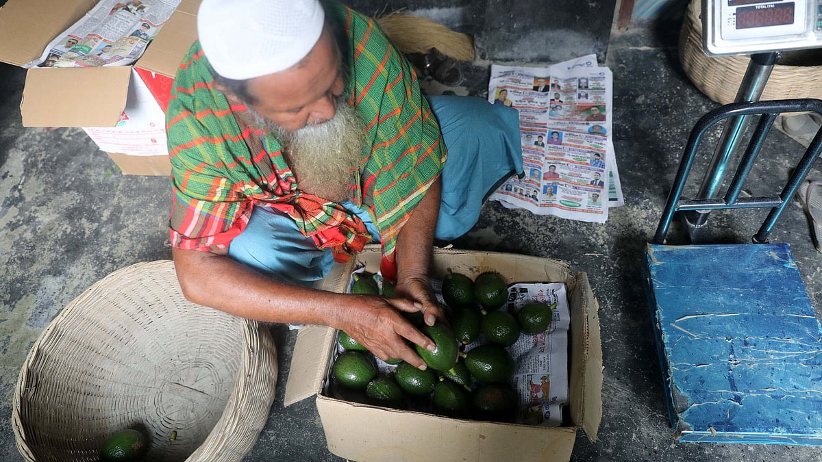 বাড়ির উঠানে অ্যাভোকাডো ঢাকায় পাঠানোর প্রস্তুতি নিচ্ছেন কৃষক আনছার আলী