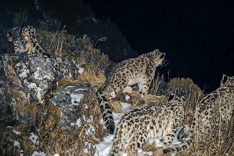 Rare camera footage captured four snow leopards in a protected reserve
