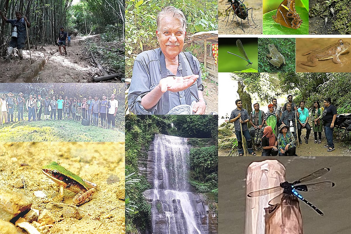হাম হামের পথে, সবুজ জলপ্রপাত ব্যাঙের খোঁজে