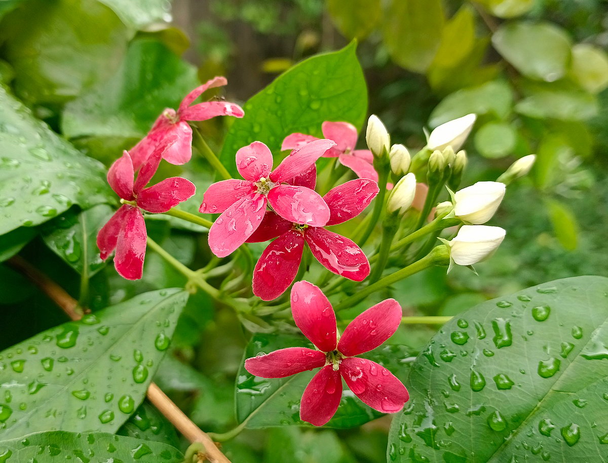 ছবি: মোস্তাফিজুর রহমান