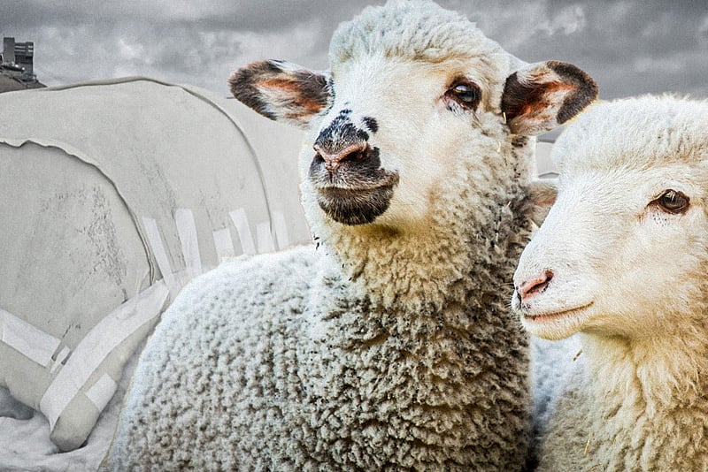 Sheep wool is being tested to help slow glacier melt