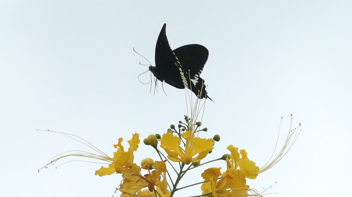 ছবি: সুপ্রিয় চাকমা