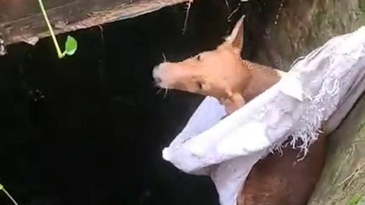 Dog rescued alive after two days trapped in a septic tank