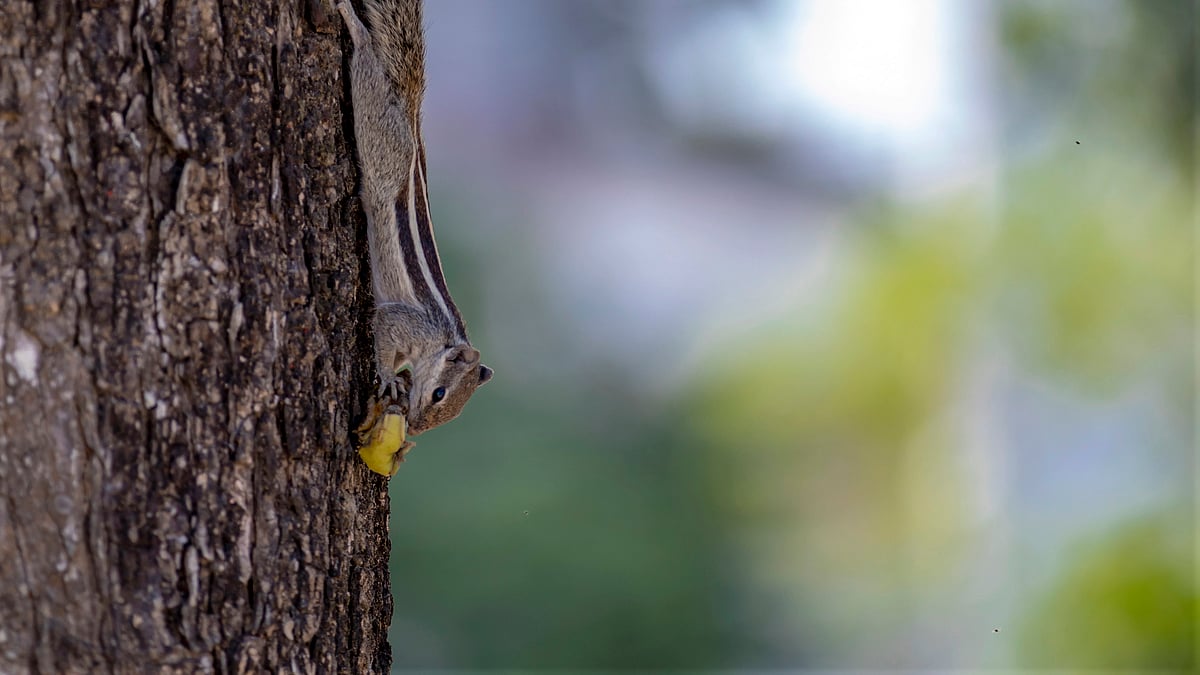 ছবি: হাসান মাহমুদ