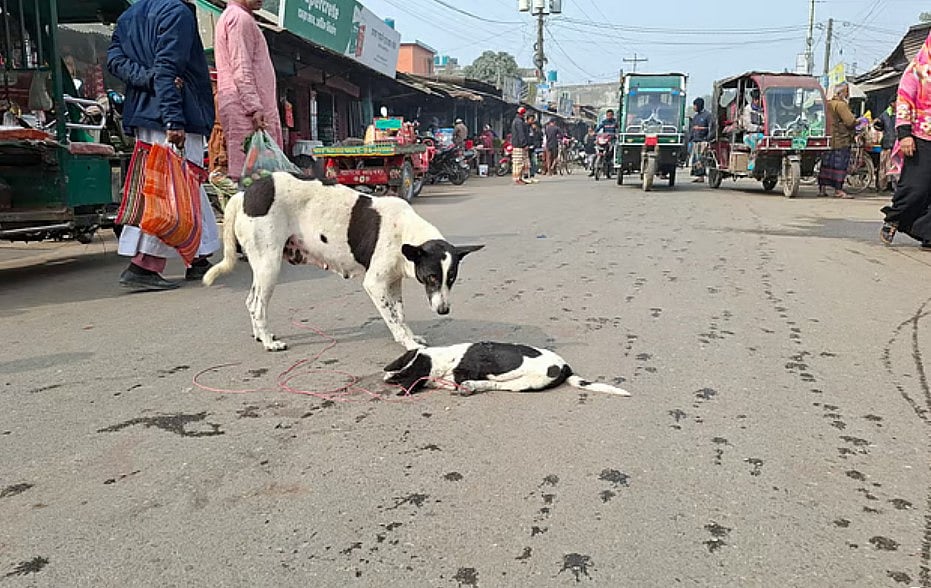 প্রাণীর প্রতি মমতা বা হিংস্রতা প্রতিফলিত হয় কোথায়