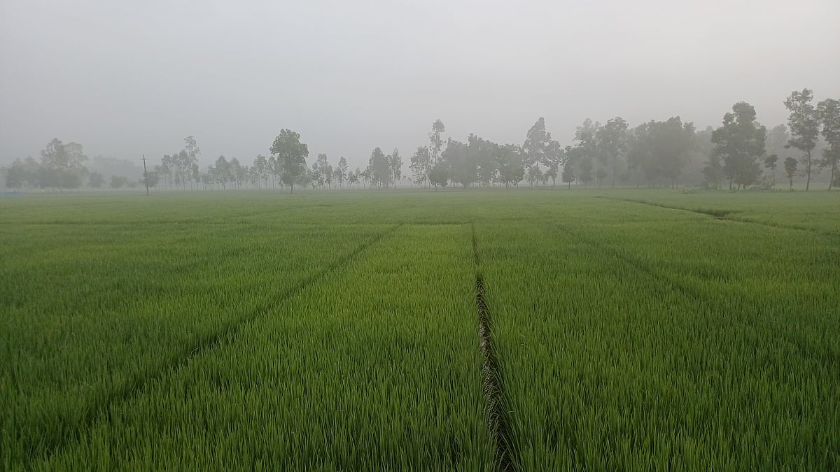 পঞ্চগড়ে শরতের আকাশে হঠাৎ কুয়াশার দেখা