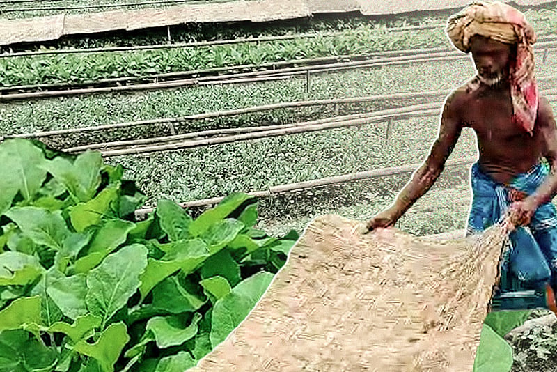 Vegetable seedlings on 10 hectares in Munshiganj could bring major seasonal income