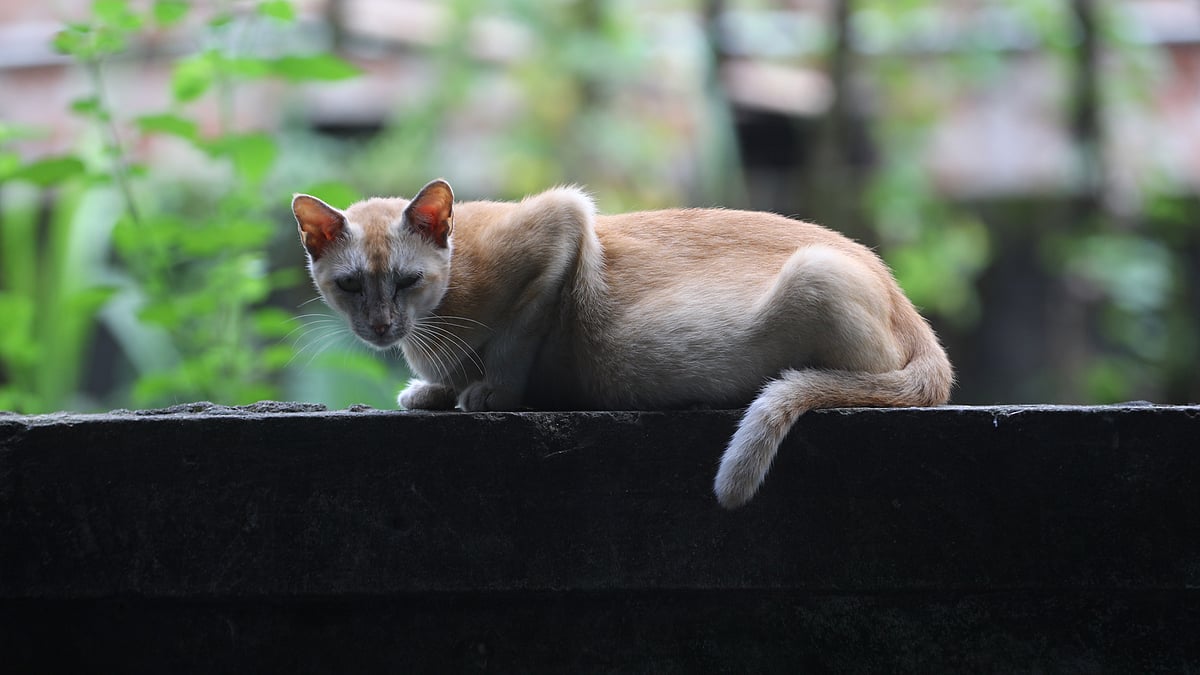 ছবি: আনিস মাহমুদ