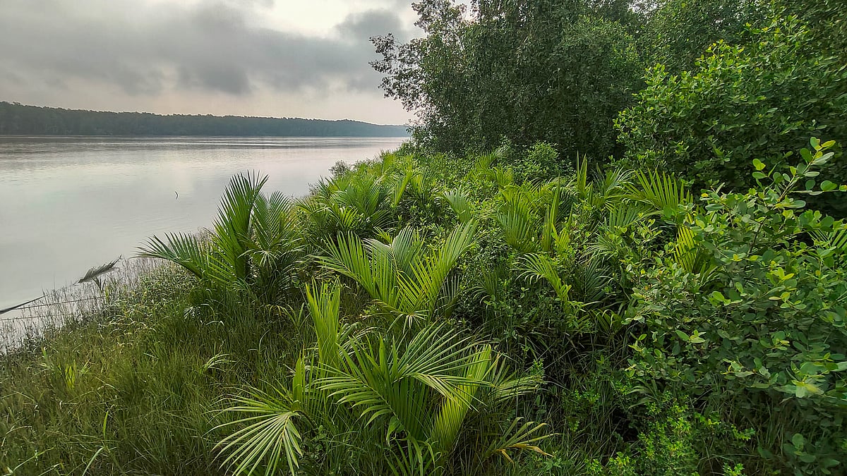 সুন্দরবনের সরু খালের পাশে গোলপাতার সারি