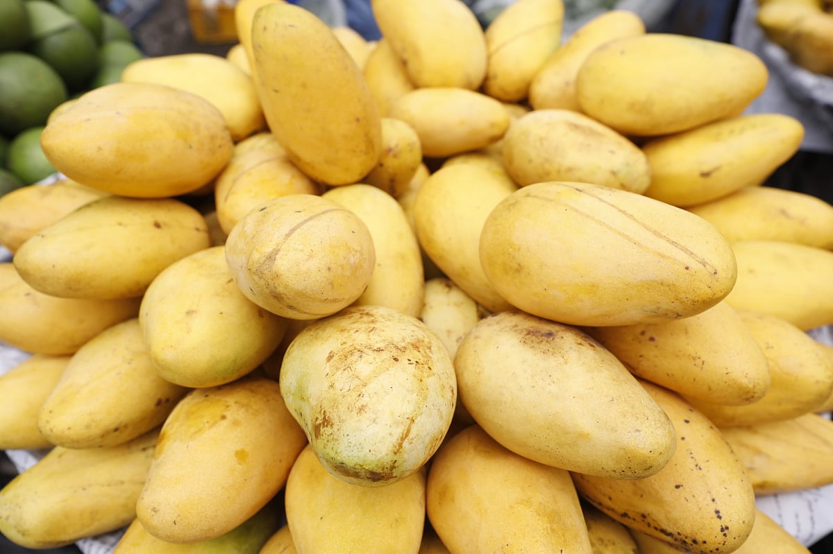 Katimon mango has spread from sidewalks to upscale shops in Bangladesh