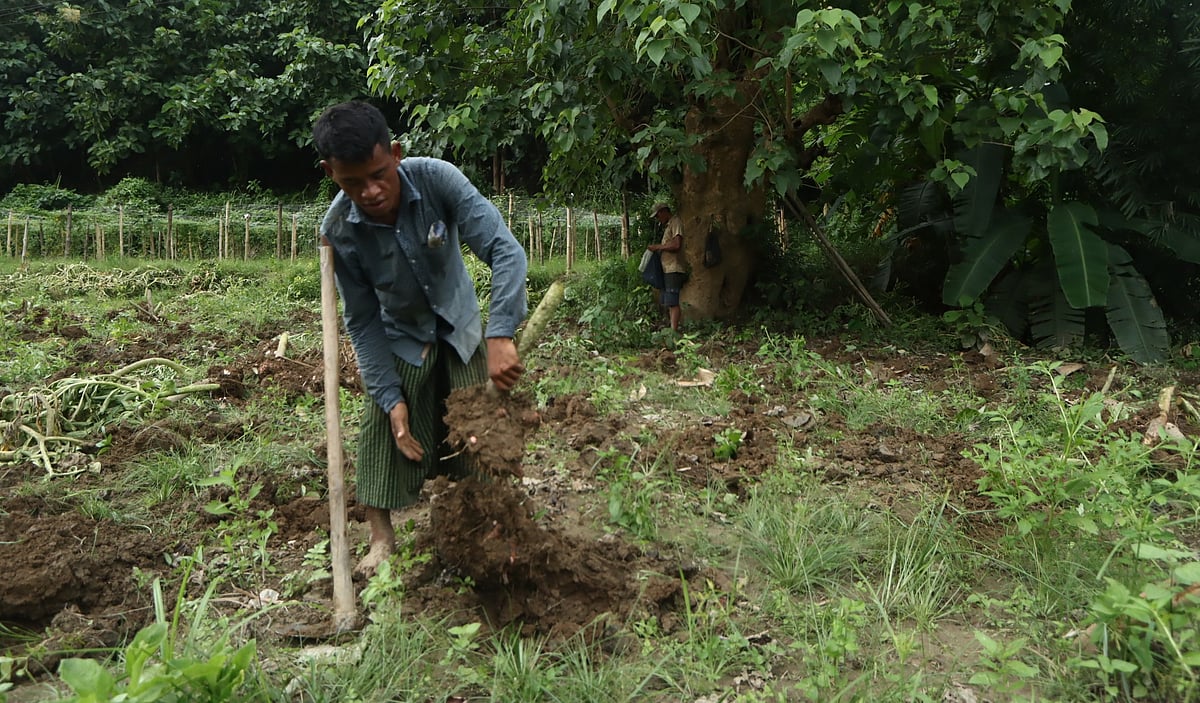 জমি থেকে পরিপক্ব ওলকচু তোলা হচ্ছে।