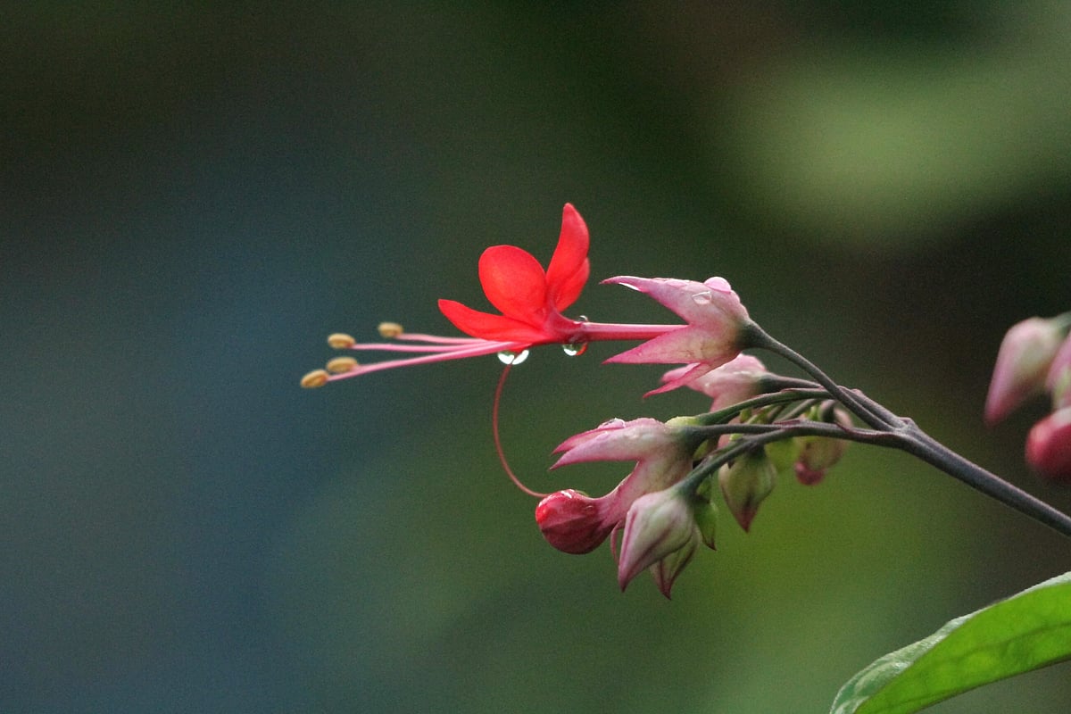 ছবি: সুপ্রিয় চাকমা 