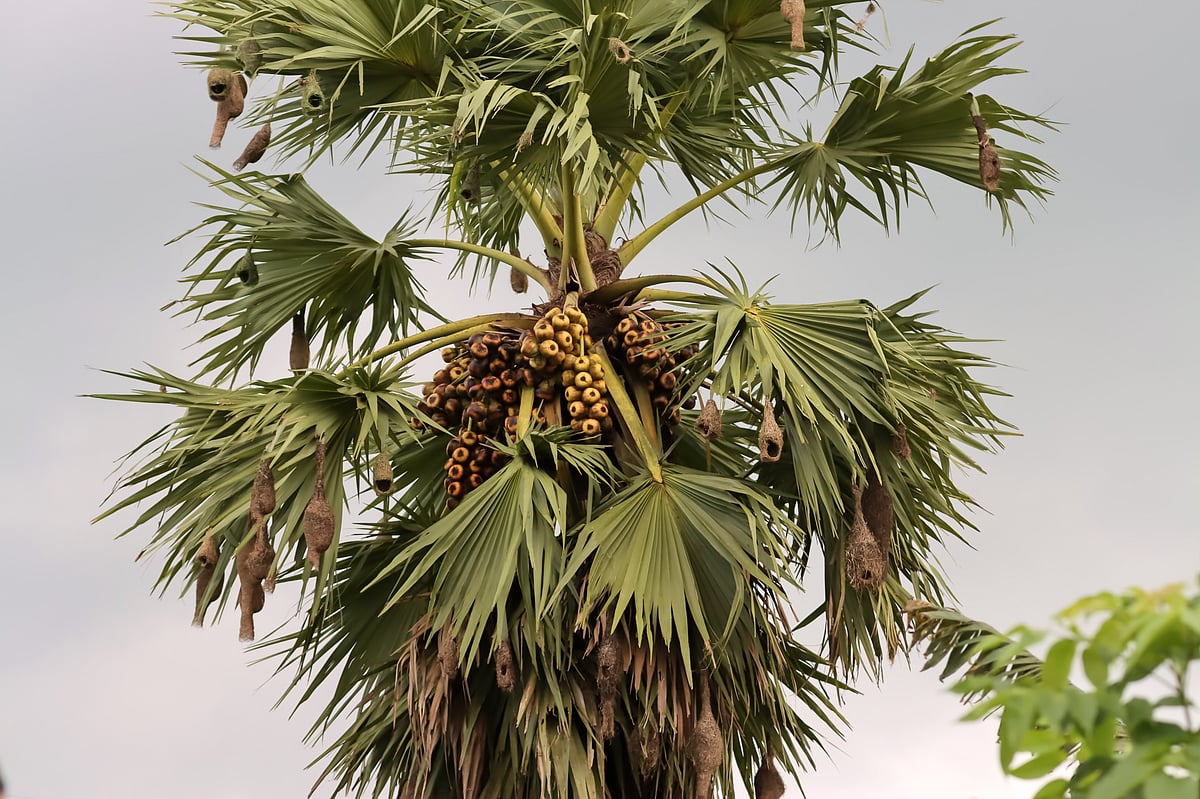 তালগাছে ঝুলছে বাবুই পাখির সারি সারি বাসা