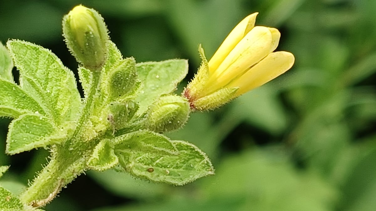 ছবি: আরিফুল গণি