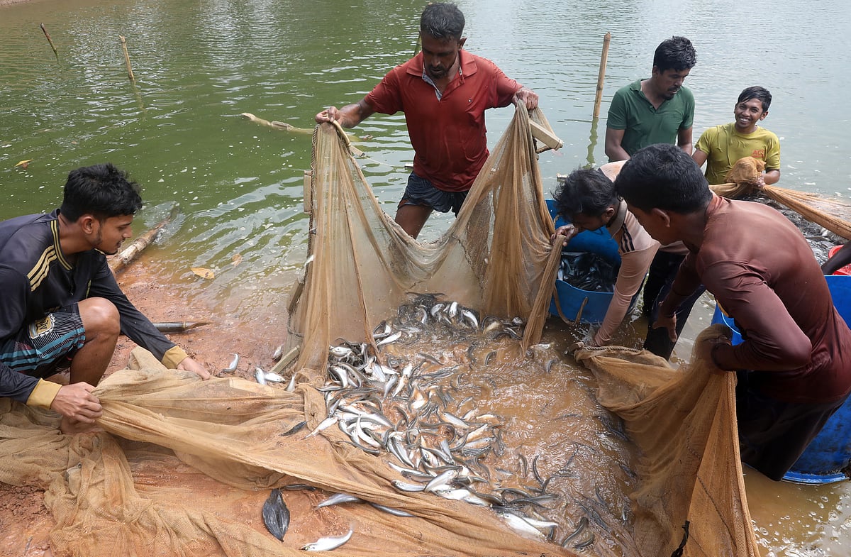 পুকুরে জাল টেনে পাবদা মাছ ধরছেন জেলেরা 