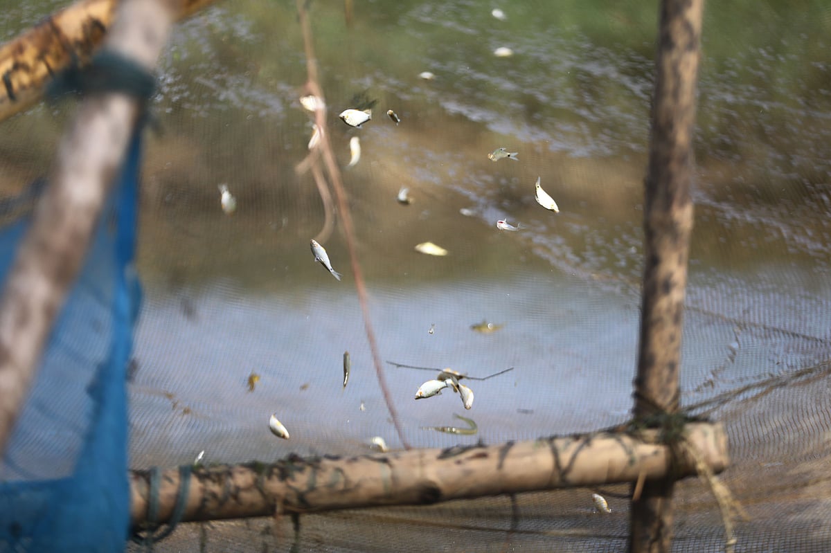 বেল জালে আটকা পড়েছে নানা ধরনের মাছ 