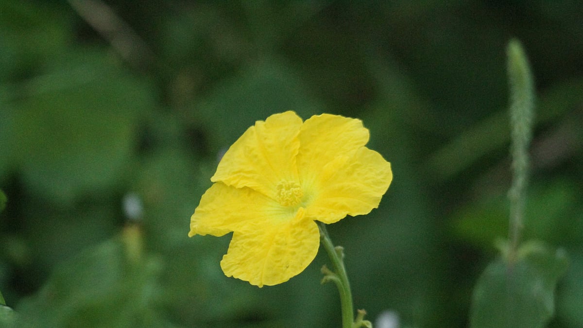 ছবি: সুপ্রিয় চাকমা