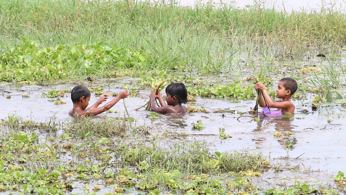 বুকসমান পানিতে নেমে আনন্দে শাপলা তুলছে শিশুরা