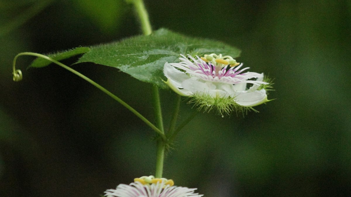 ছবি: সুপ্রিয় চাকমা