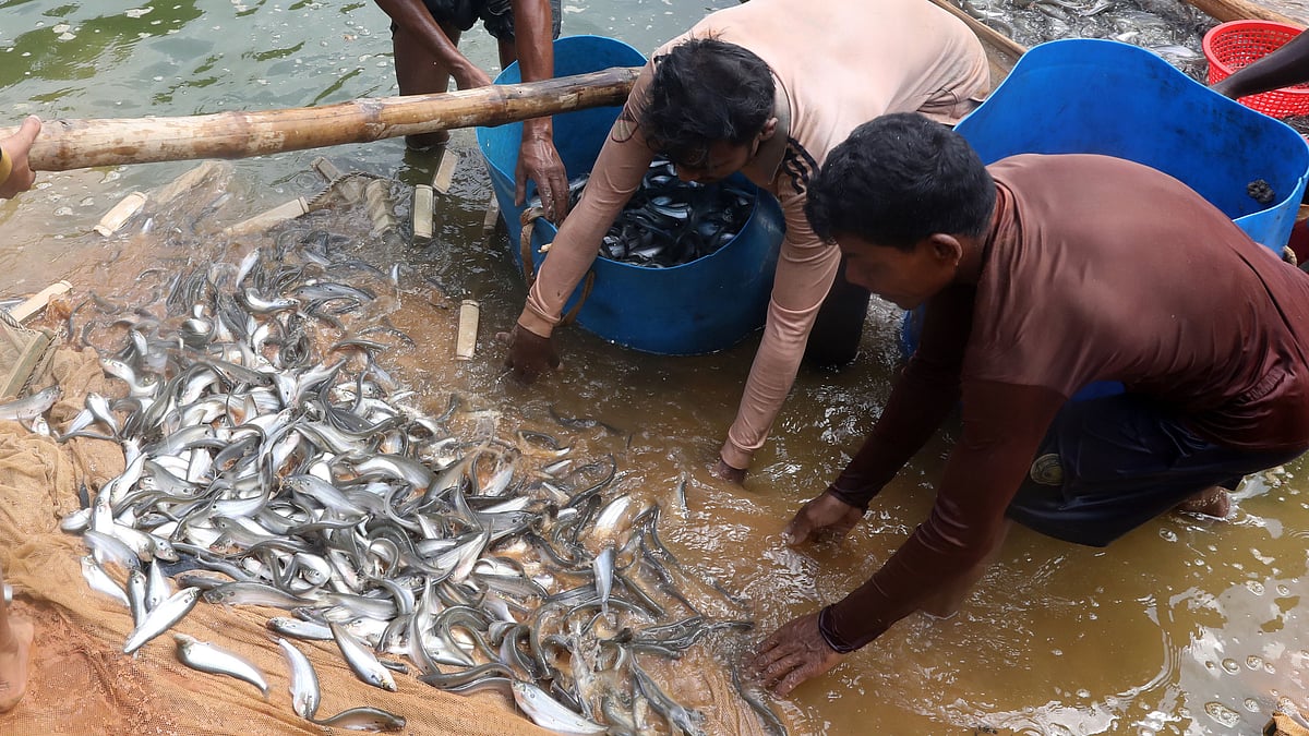 পুকুরে চাষ করা পাবদা মাছ ধরছেন তাঁরা