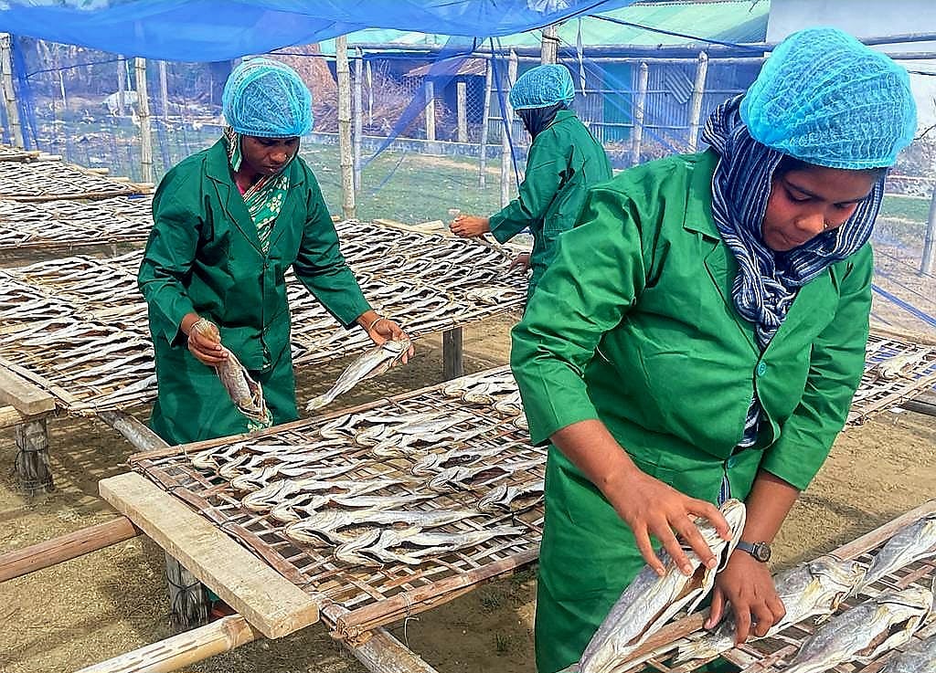 পোপা শুঁটকির কারখানায় কাজে ব্যস্ত নারী শ্রমিকেরা। সম্প্রতি কক্সবাজারের উত্তর নুনিয়াছটায়  ‘সাগর ফিশ এক্সপোর্ট’ কারখানায়