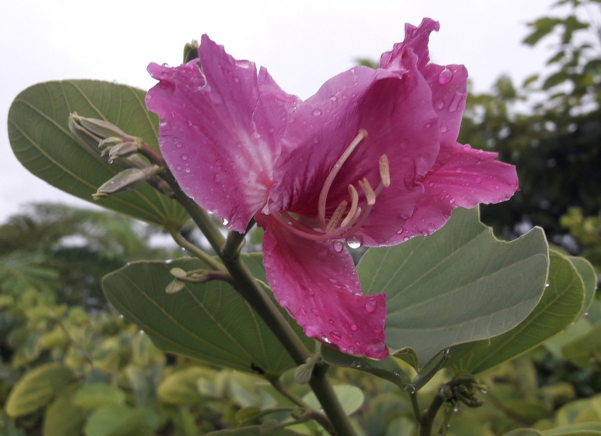 ছবি: আকমল হোসেন