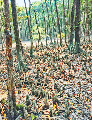 সুন্দরীর জায়গা নিচ্ছে কাঁকড়াগাছ, কেন এমন হচ্ছে