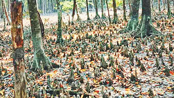 ছবি: প্রথম আলো 