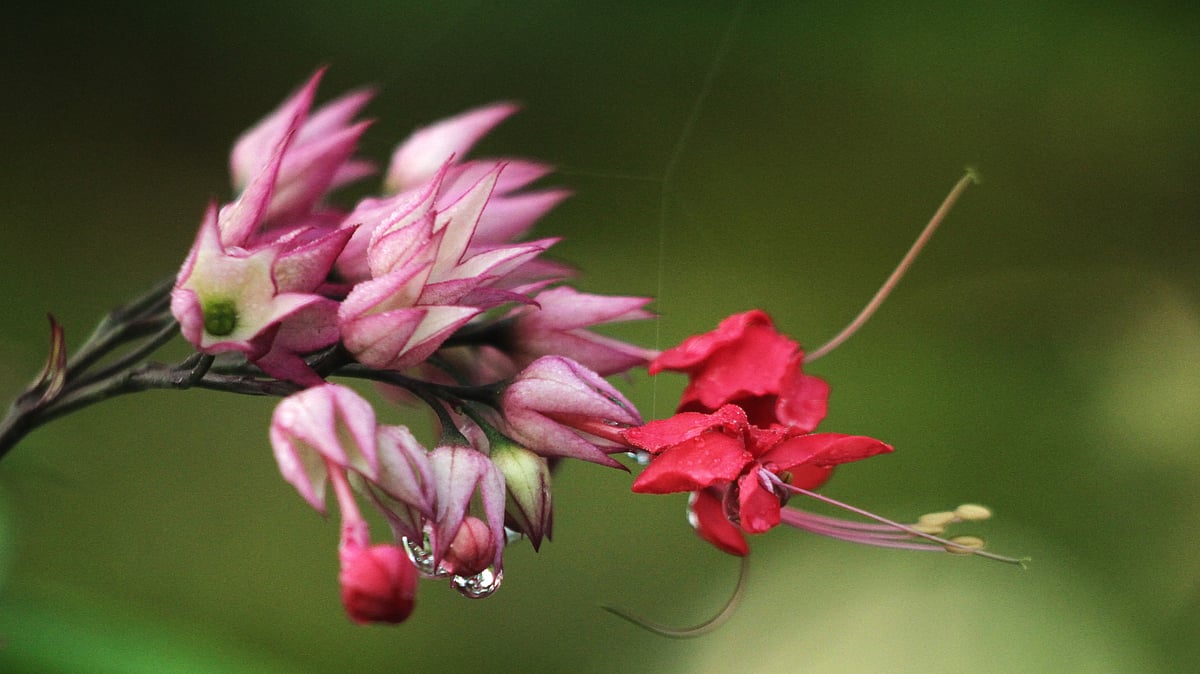 ছবি: সুপ্রিয় চাকমা