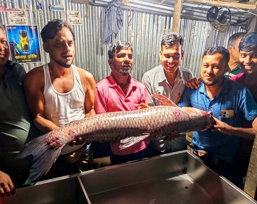 জাল টানতেই উঠে এল বিশাল ব্ল্যাক কার্প, ১৭ হাজার ৫০০ টাকায় বিক্রি