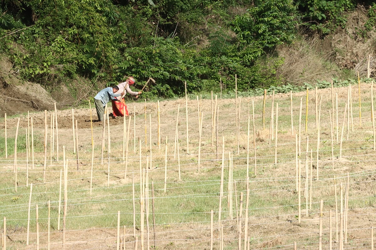 ছবি: মং হাই সিং মারমা