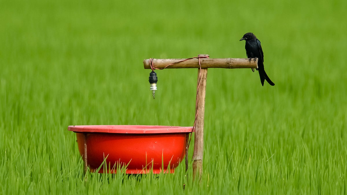 ছবি: হাসান মাহমুদ