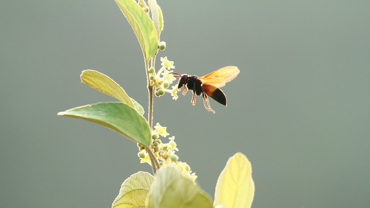 ছবি: সুপ্রিয় চাকমা