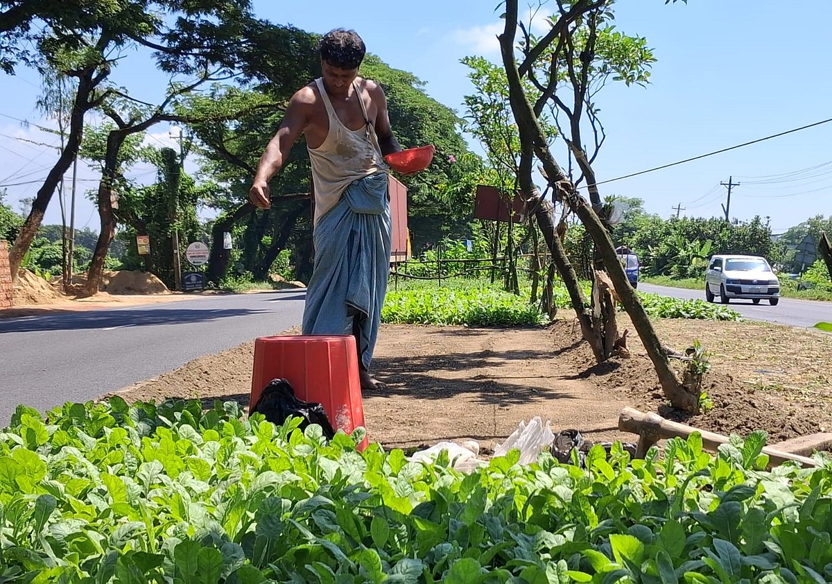 সড়কদ্বীপের জারুল, সোনালু, রাধাচূড়া, করবী গাছ কেটে সবজির চাষ