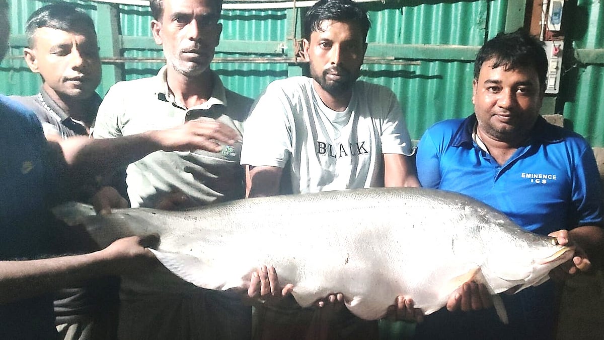 বারনই নদে সাড়ে ১৩ কেজি ওজনের এই চিতল মাছ ধরা পড়ে। বুধবার সন্ধ্যায় নাটোরের নলডাঙ্গার সোনাপাতিল বাজারে। ছবি: প্রথম আলো