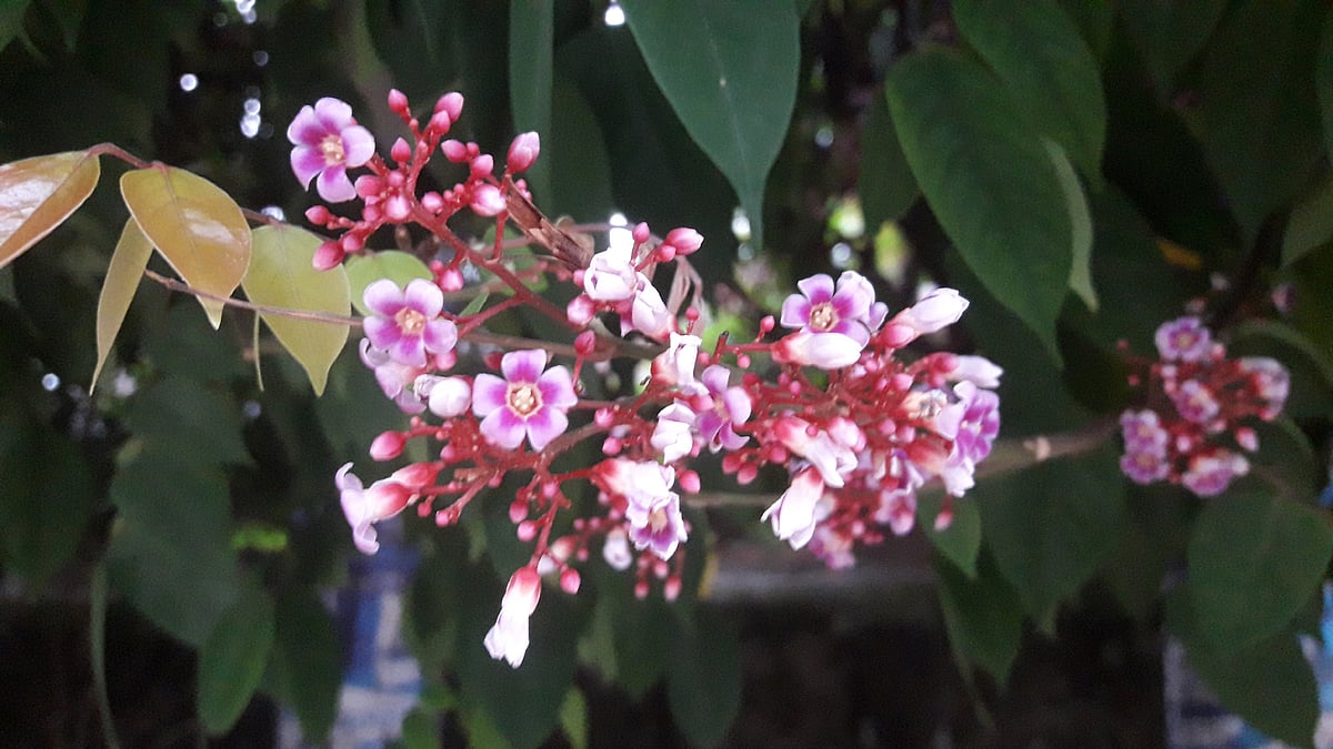 ছবি: আকমল হোসেন