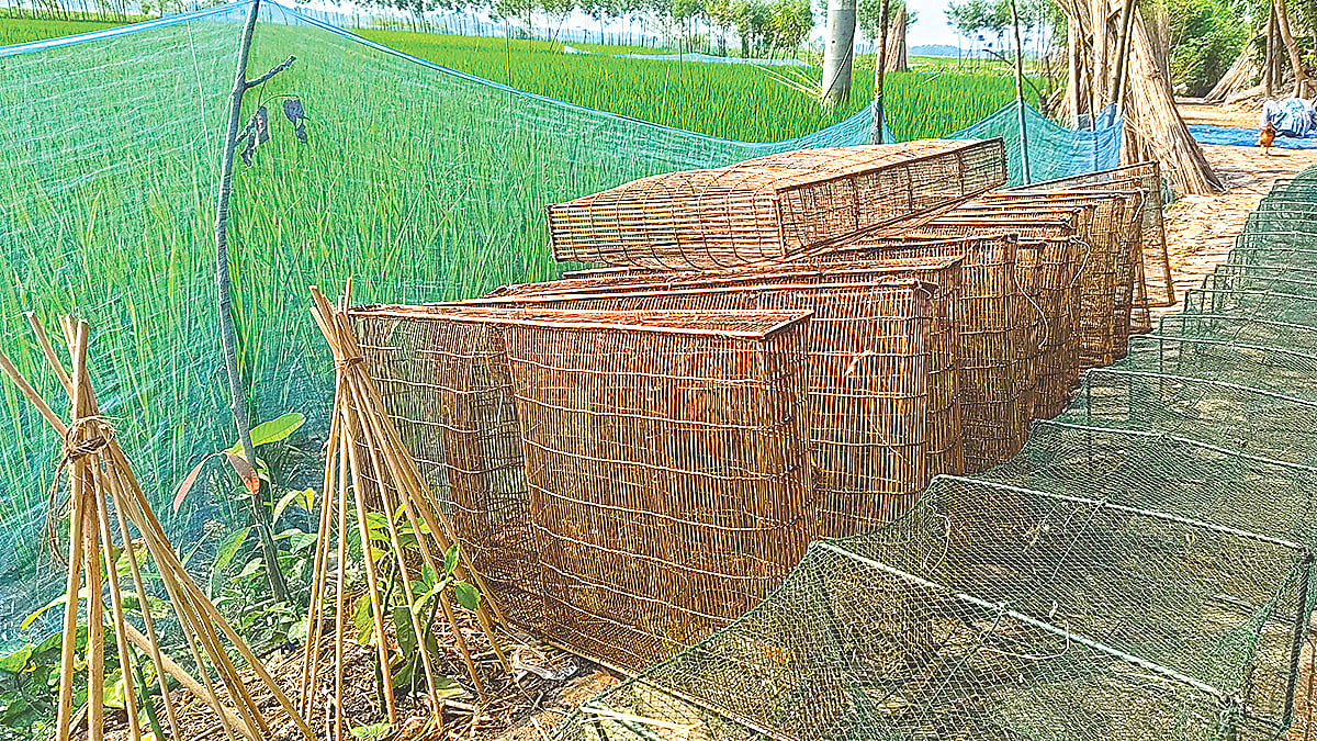 চলনবিলের বুকে প্রাচীন বাণিজ্যকেন্দ্র চাটমোহরের ‘পুরাতন বাজার’, শত বছরের ইতিহাস কী বলে 