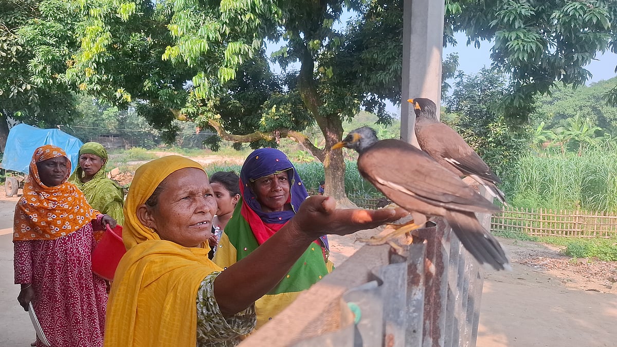 ‘ময়না’ ডাকলেই উড়ে আসে দুই শালিক, বলতে শিখেছে মা, বাবা, কুটুমসহ আরও শব্দ