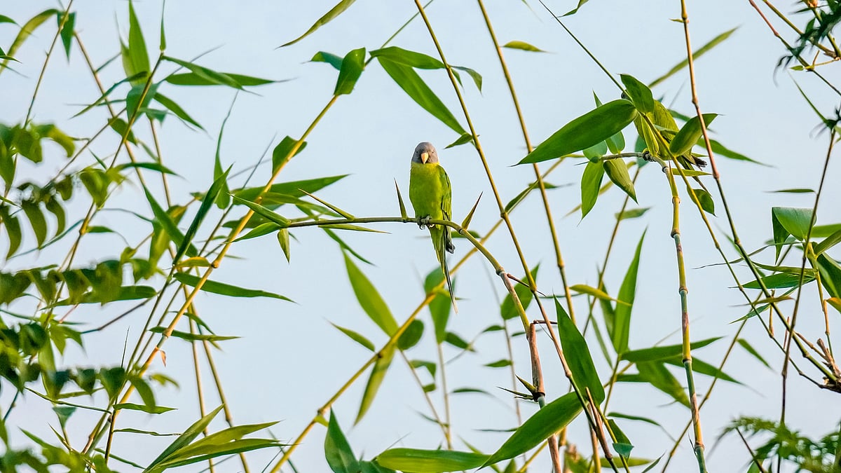 উঁচু বাঁশের আগায় বসা স্ত্রী হীরামন টিয়া যেন মিশে গেছে পাতার সঙ্গে।