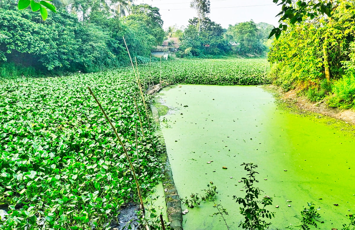 দেশি মাছের ‘আঁতুড়ঘর’ গোসাঁইয়ের দহে এখন কচুরিপানা, নেই মাছ