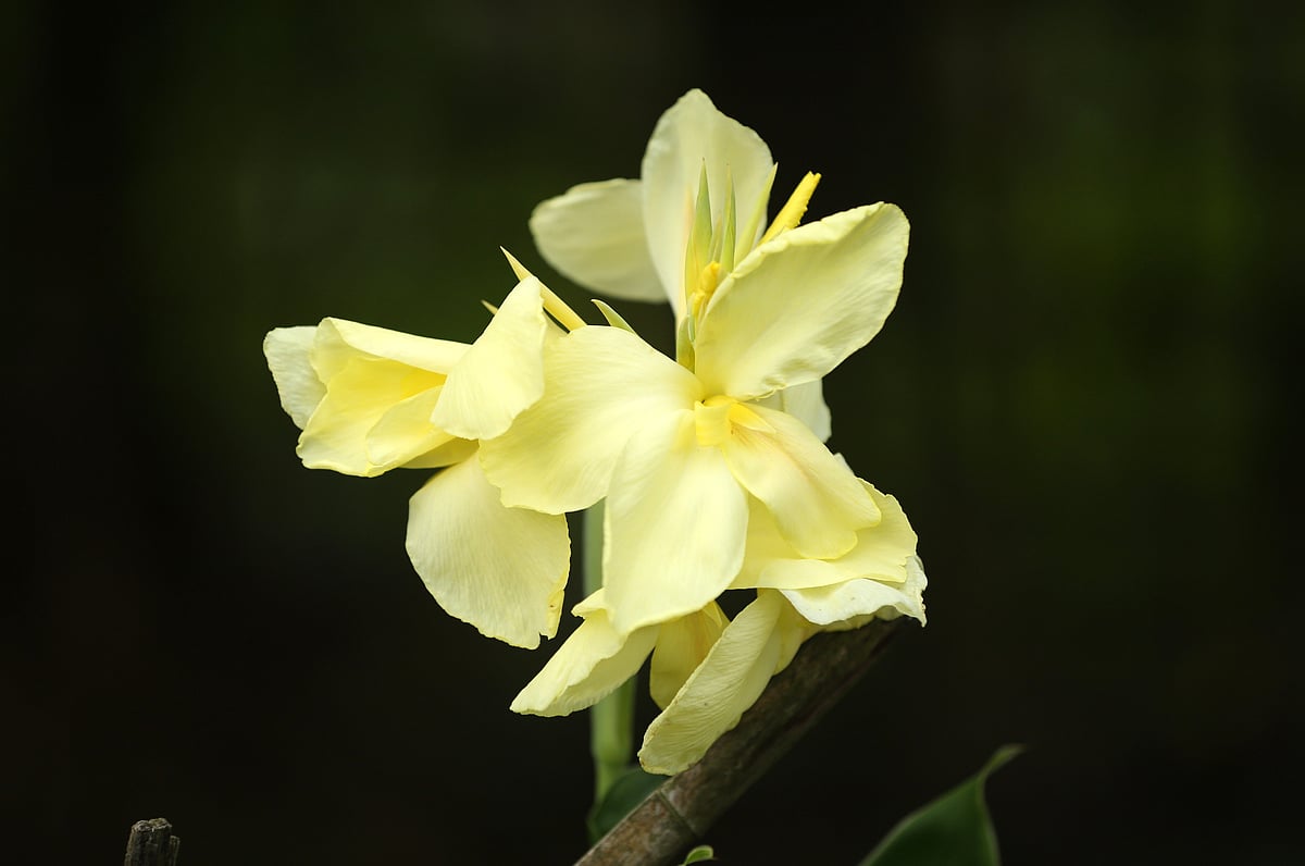 ছবি: সুপ্রিয় চাকমা