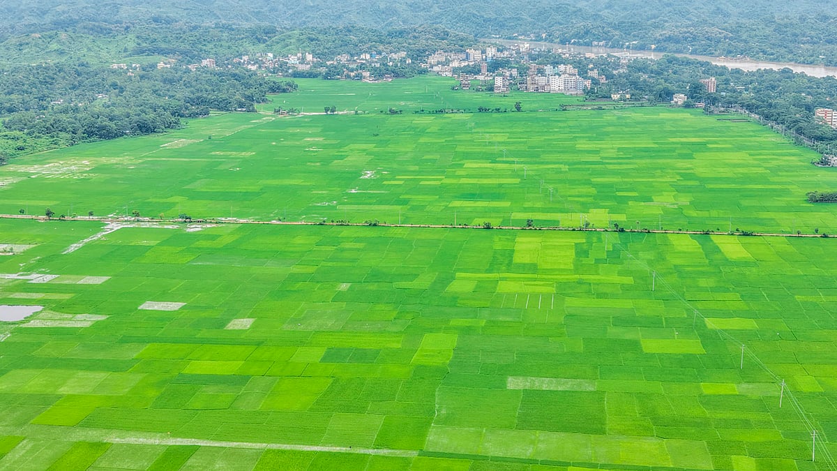 বিলজুড়ে সবুজ ধানখেতের গালিচা