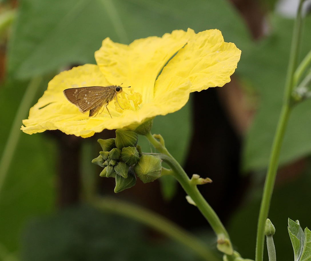 ছবি: সোয়েল রানা 
